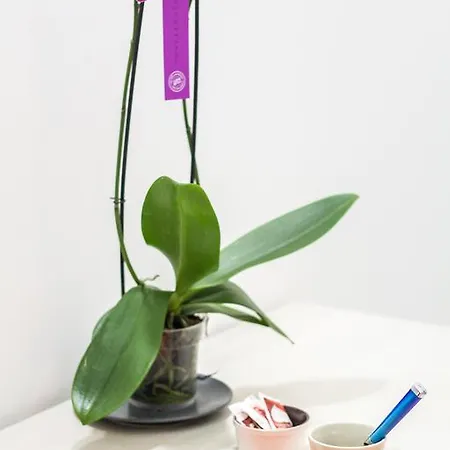 La Torre فندق مبيت وإفطار 4*